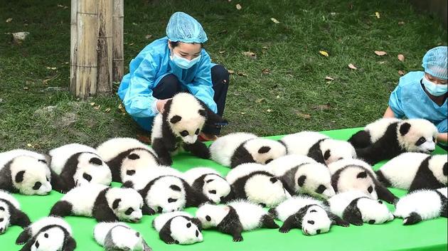 Panda Nannies Photographers The Happiest Jobs In The World Theres