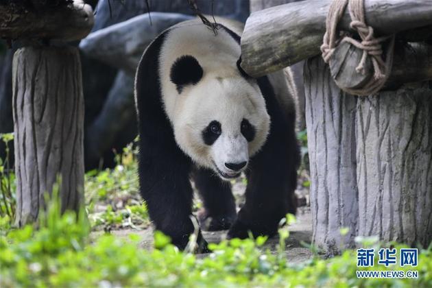 giant-pandas-return-to-china-after-years-in-us-national-business-daily