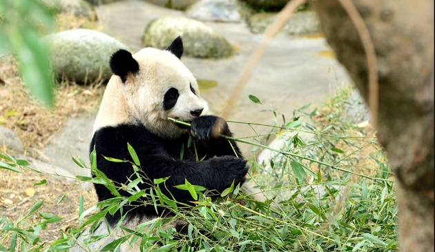 Canadian zoo to return giant pandas to China over bamboo shortage