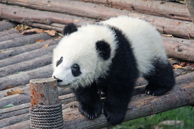 Panda.thumb_head