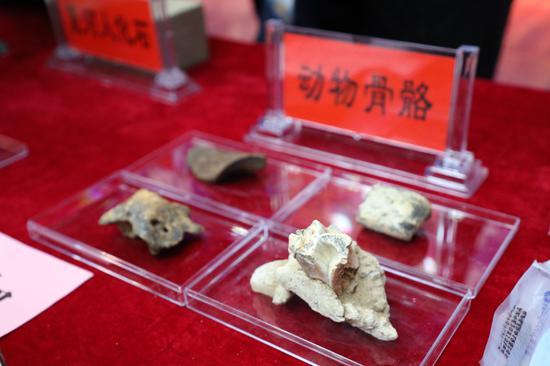 Photo_taken_on_june_14__2019_shows_some_pieces_of_animal_bone_fossils_found_in_the_baishiya_karst_cave_in_xiahe_county_northwest_china_s_gansu_province_xinhuali_jie____hrsw-fzkeztu6808278.thumb_head